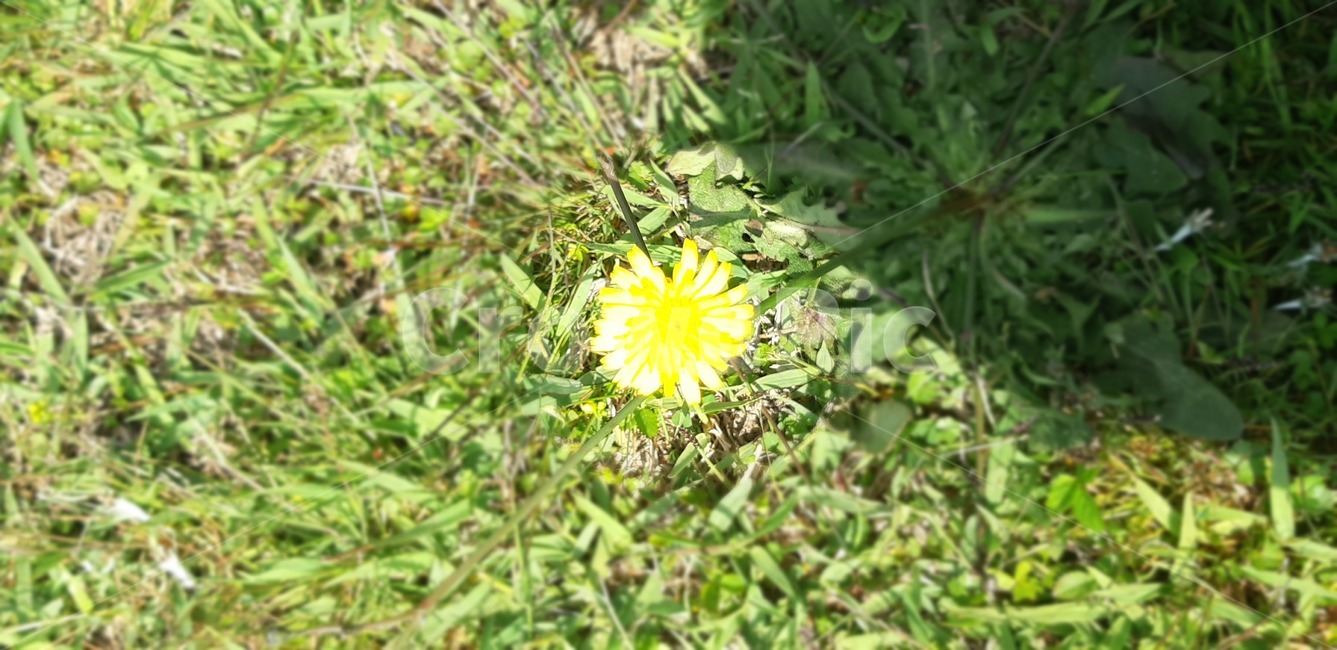 그림자,한송이,식물,반사,추상적,산굼부리