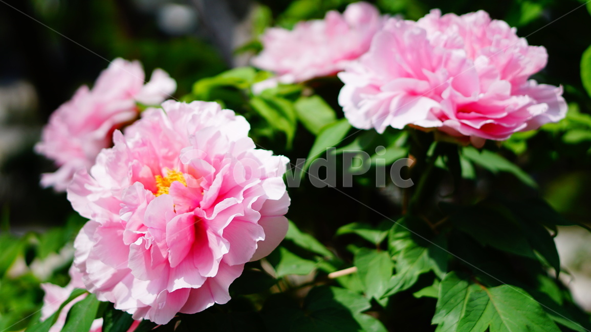 꽃,목단꽃,모란,식물,flower,분홍꽃,pinkflower,식물,자연,plants,nature,꽃,flower