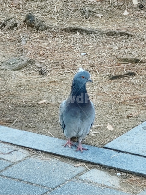 동물,animal,bird,새,비둘기