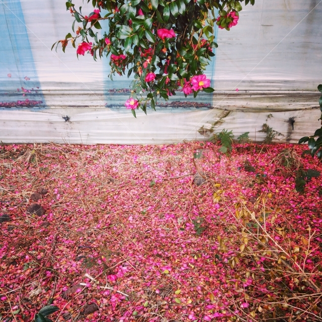 제주,jeju,제주도,jejudo,여행,풍경,landscape,꽃,동백꽃,핑크,분홍,식물,자연,plants,nature,꽃,flower,감성,sensible,feeling