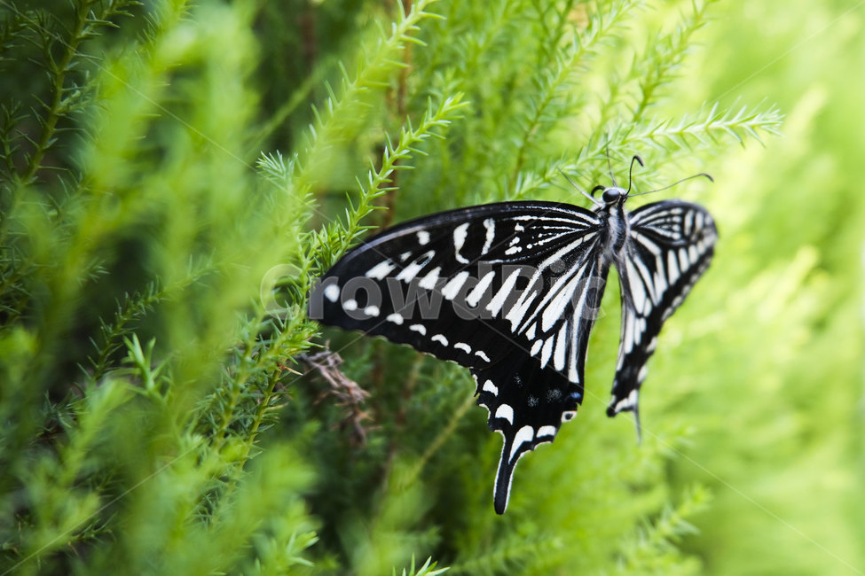 나비,자연,접사,butterfly,wings,nature,flying,season,6월,insect,곤충,jun