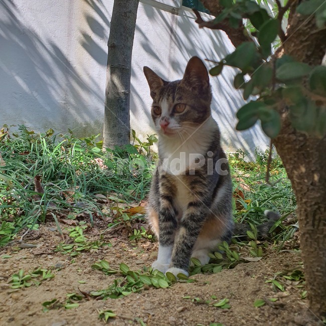 고양이,pet,동물,animal,cat,야옹,kitty,lovely,love,집사,고앵이,outdoors,동물,animal,포유류,mammal,고양이,cat,kitten,kitty