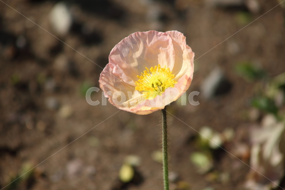양귀비,꽃,꽃양귀비,조경용,poppy