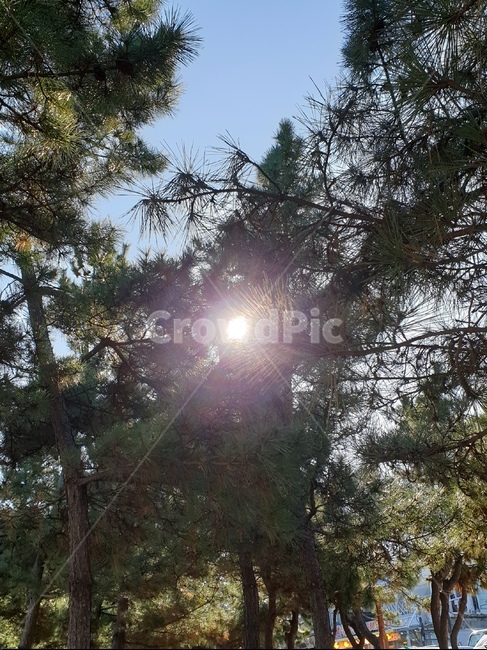 light,빛,sunlight,햇빛,자연,nature,소나무,빛반사