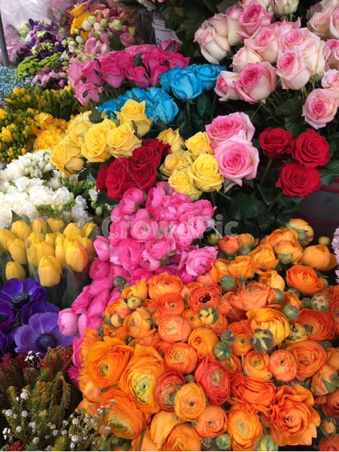 꽃,flower,유채꽃,화원,꽃다발,봄,식물,자연,plants,nature,꽃,flower
