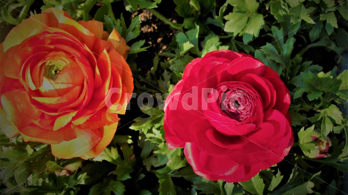 꽃,자연,식물,꽃잎,암술,수술,봄,spring,nature,bloom,petal,floral,scent,beautiful,plant,flower,식물,자연,plants,nature,꽃,flower