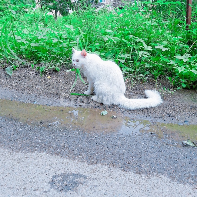 고양이,귀여운,풀,빗물,시골길