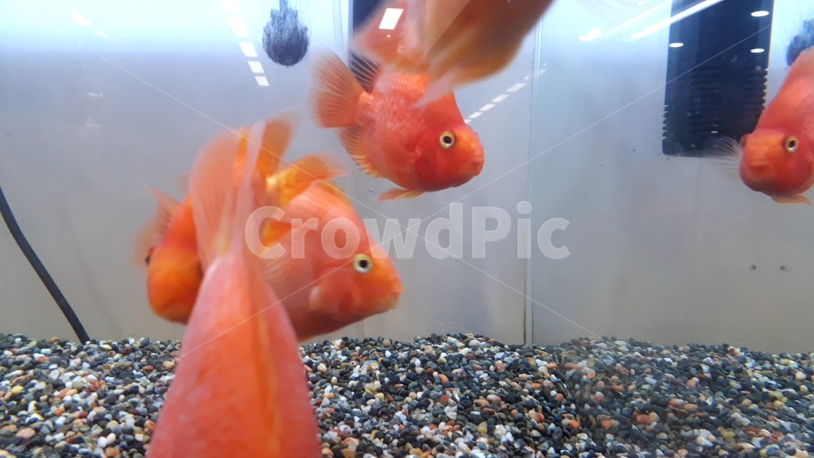 열대어,관상어,생선,수족관,수조,어류,아쿠아리움,어류,물고기,fish