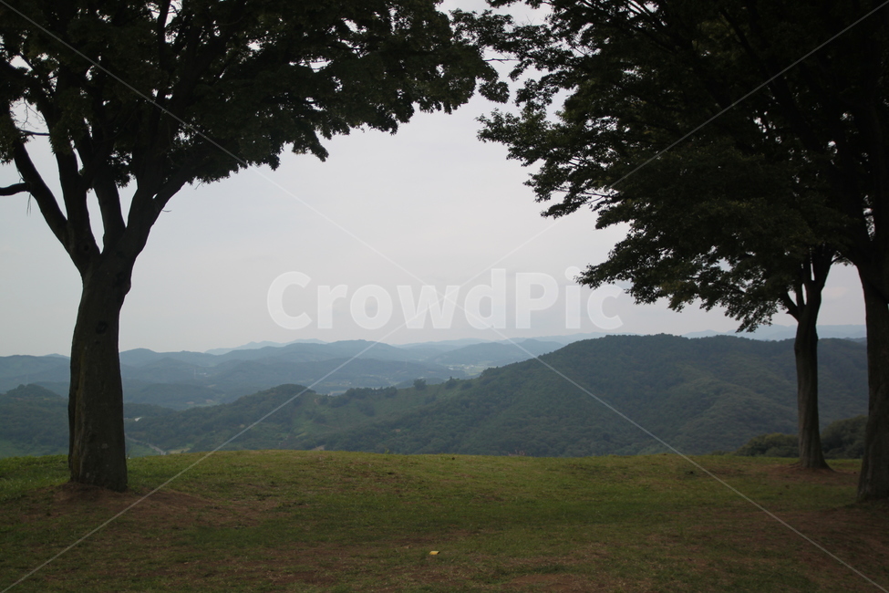 나무,역광,부여,성흥산성,자연,field