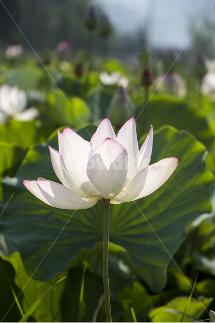 연꽃,연잎,꽃,배경,백그라운드,여름,자연,생화,연,식물,자연,plants,nature,꽃,flower