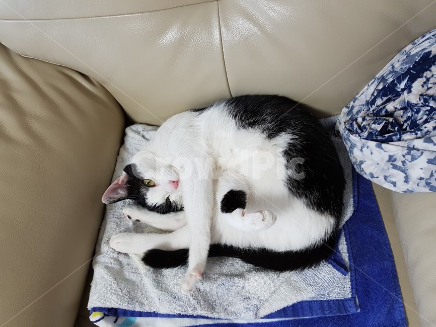 고양이,검정,흰색,검은색꼬리,핑크색코,발톱,동물,animal,포유류,mammal,고양이,cat,kitten,kitty
