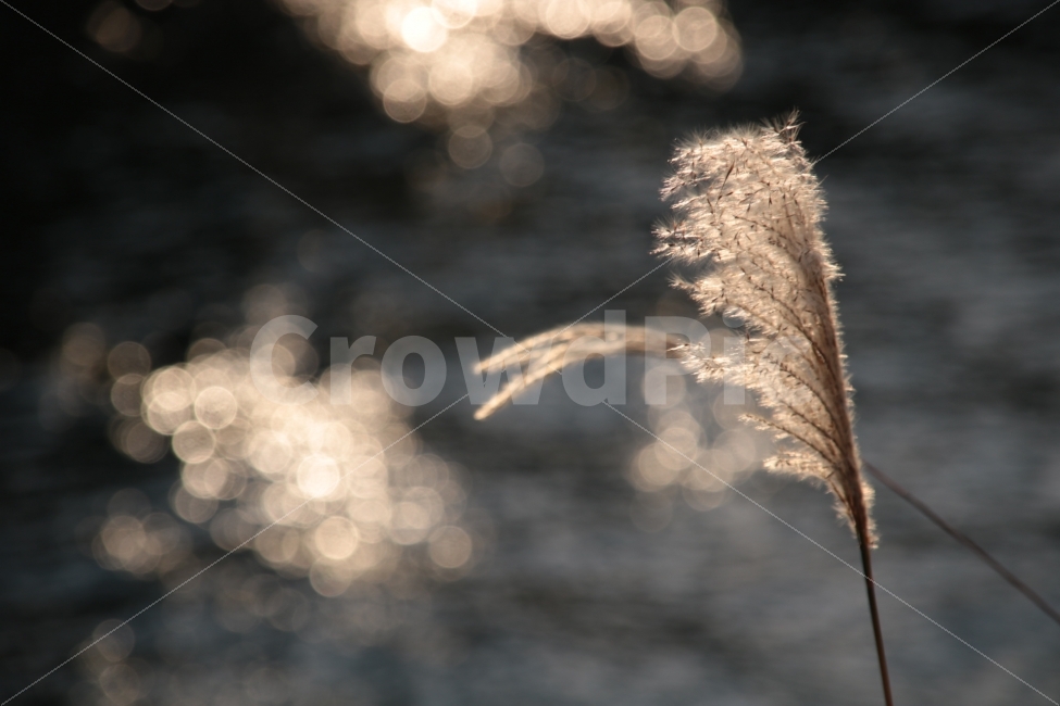 갈대,11월,가을,서울,4시,노을,여행,자연,가을,계절,fall,autumn,season,식물,자연,plants,nature,감성,sensible,feeling,grass,잔디,plant,lawn,reed,animal,동물,bird,새