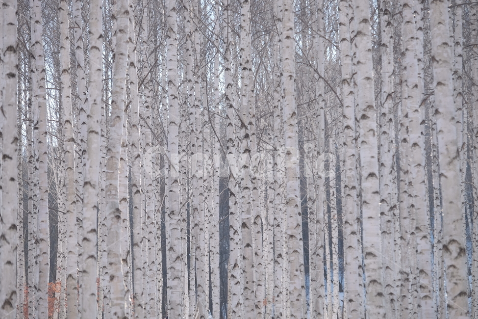 나무,식물,하늘,겨울,눈,자작나무,숲,설경,tree,plant,sky,blue,white,snow,winter,forest,long,자연,nature,풍경,landscape,경관,아련,웅장,겨울,계절,winter,season,자연,풍경,nature,landscape