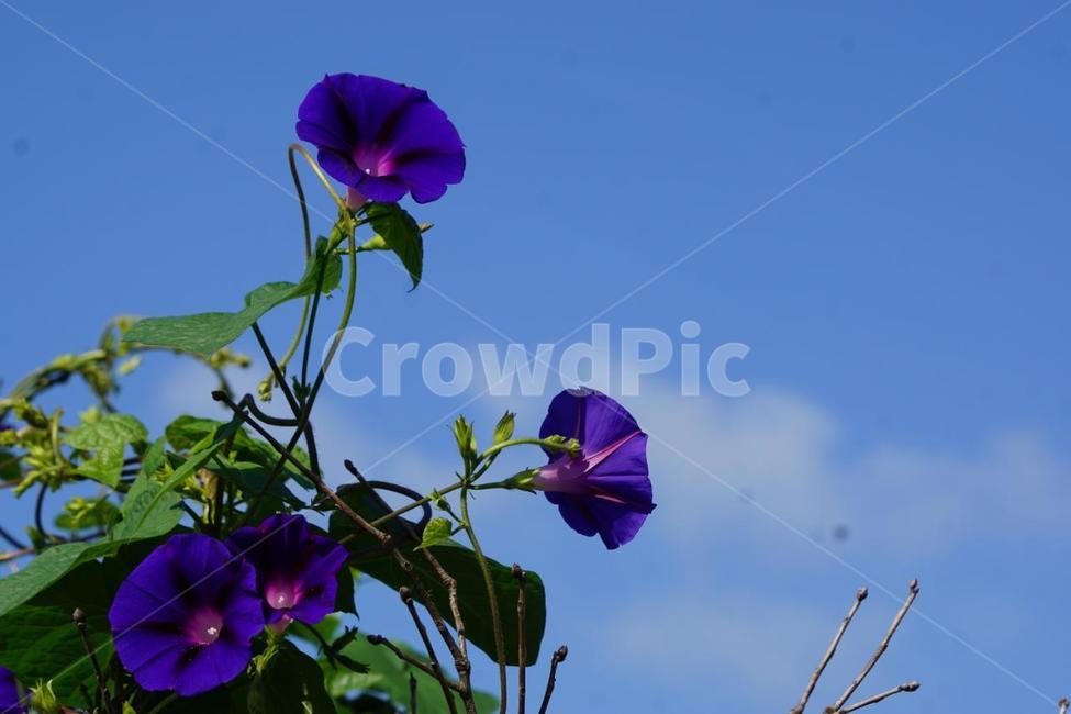 나팔꽃,보라색,그린색,자연,식물,하늘,줄기식물,nature,flower,꽃,들꽃,식물,자연,plants,nature,꽃,flower