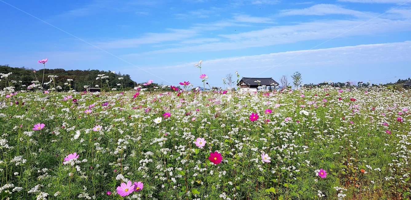 가을,꽃,코스모스,메밀,순수,식물,자연,계절,풍경,감성,flower,서정,nature,하늘,beauty,구름,가을,계절,fall,autumn,season,식물,자연,plants,nature,꽃,flower