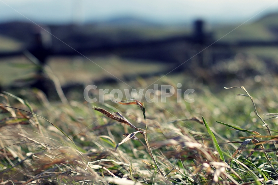 풀,들판,바람,외로움,차가움,목장,들풀,감성,식물,wind,자연,nature,plant,green,식물,자연,plants,nature