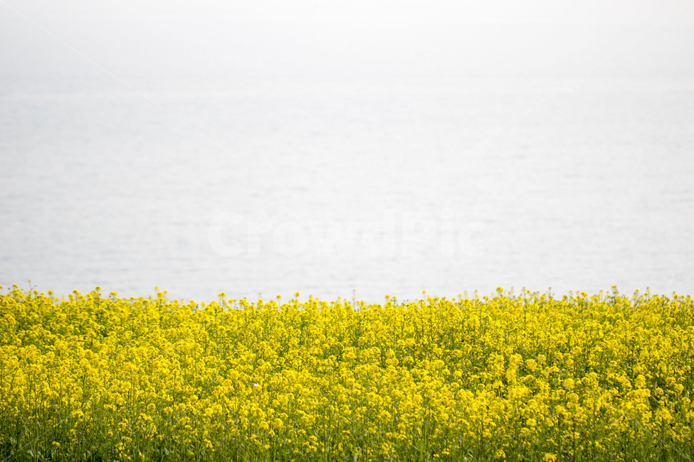 유채꽃,노란색,꽃,봄,봄꽃,시즌,플라워,배경,풍경,야외,생화,식물,백그라운드,봄,계절,spring,season,자연,풍경,nature,landscape,식물,plants,꽃,flower,grassland,목초지,field,들,outdoors,옥외,rural,농촌,farm,농장,meadow