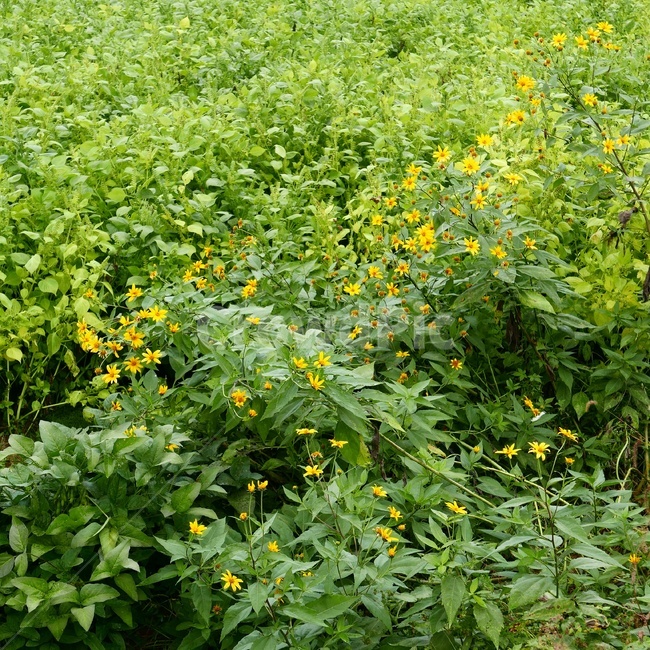 시골,자연,힐링,꽃,꽃사진,자연사진,식물,자연,plants,nature,꽃,flower