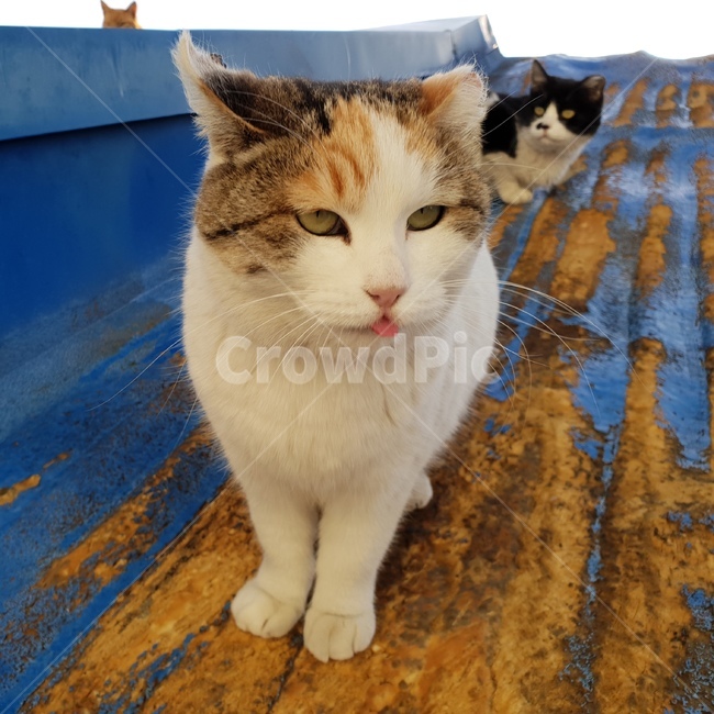 고양이,동물,야옹이,냥이,귀여움,동물,animal,포유류,mammal,고양이,cat,kitten,kitty