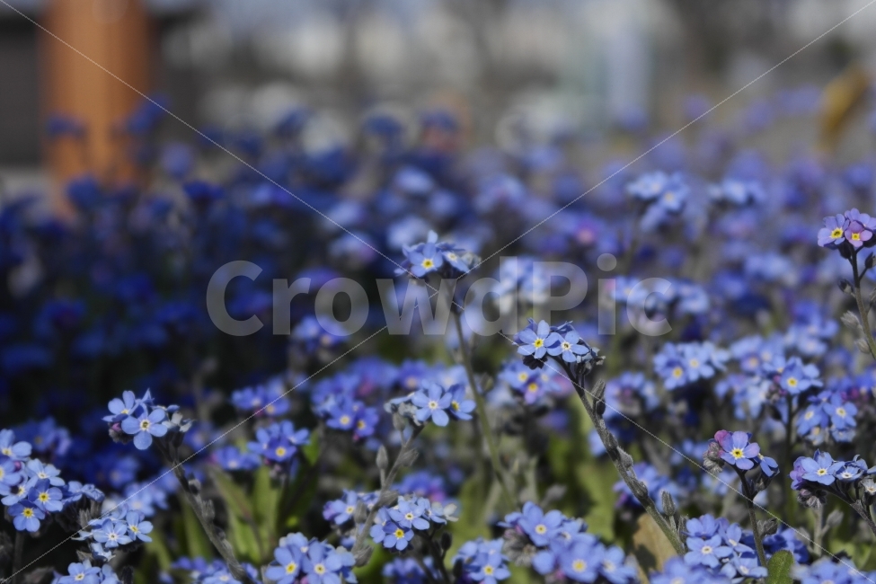 물망초,보라색꽃,식물,꽃,나를잊지말아요,dontforgetme,바이올렛,귀여운,예쁜,plants,flower,beautiful,pretty,violet,violetflowers,아름다운,접사자연,nature,그래픽,웹디자인,sensible,식물도감,야생화,들꽃,배경,느낌,감성,인쇄,디자인,전단,잡지,시크릿,향기,잡지wepdesign,design,advertisement,column,컬럼,뉴스레터,마케팅,홍보물,홍보,카달로그,식물,자연,plants,nature,꽃,flower