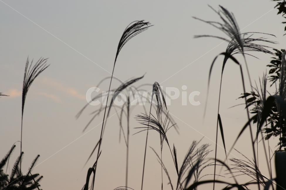 가을,어딘가,따뜻한,가을픙경,flowers,autumn,autumnscenery,fall,코스모스,가을꽃,reed,갈대,grass,잔디