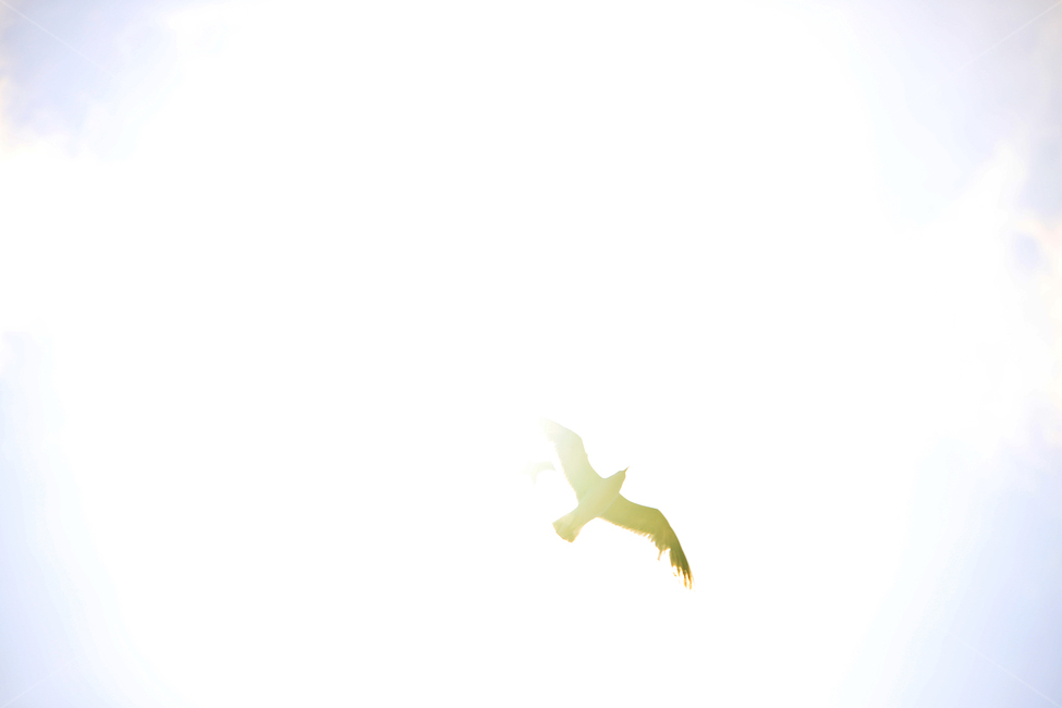 하늘,여름,갈매기,태양,감성사진,동물,animal,조류,새,birds