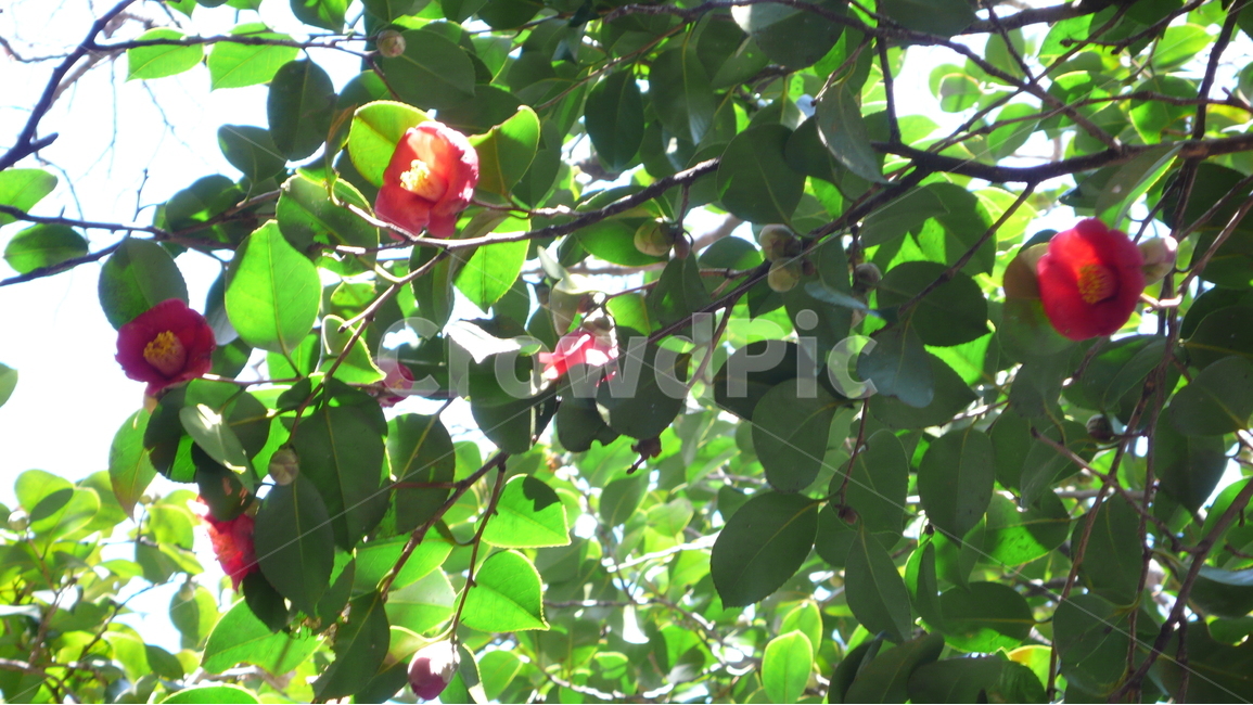 동백꽃,동백,남도,겨울,자연,식물,식물,자연,plants,nature,꽃,flower