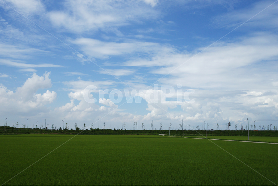 nature,자연,outdoors,옥외,field,목초지,grassland,들,하늘,구름,파랑,길,벼,논,가로등,자연,풍경,nature,landscape