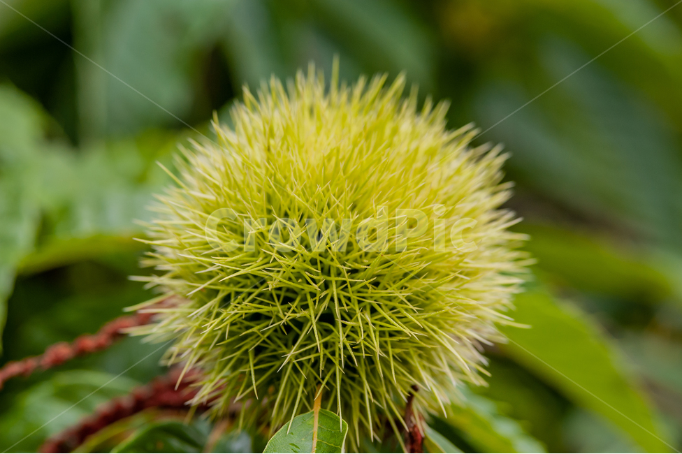 식물,잎,밤,가을,그린,초록,나뭇잎,가시,leaf,green,plant,밤가시,밤나무,chestnut,식물,자연,plants,nature,과일,열매,fruit