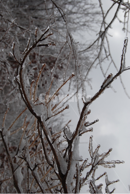 산,눈,나무,탐방로,자연,겨울,계절,winter,season,식물,자연,plants,nature,나무,trees,wood