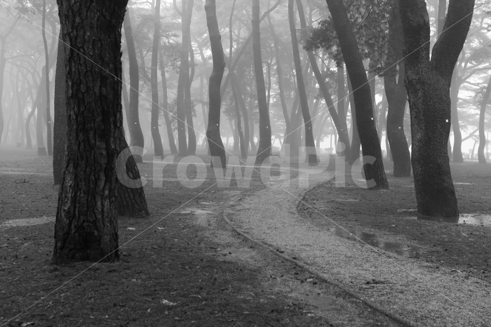 새벽,흑백,나무,길,시작,자연,풍경,nature,landscape,흑백,모노톤,monochrome,black and white