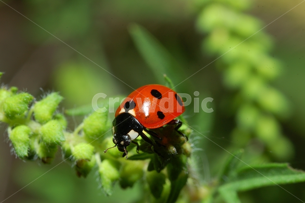 자연,곤충,접사,벌레,근접촬영,Closeup,nature,insects,무당벌레,초록,칠성무당벌레,동물,animal,곤충,벌레,insect,bug
