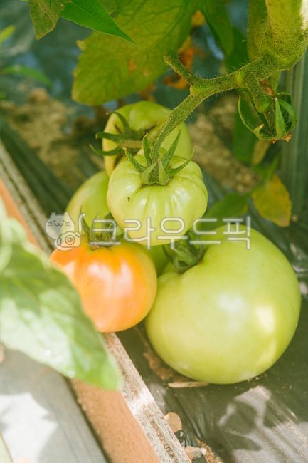토마토,그린토마토,농작물,과일,신선한