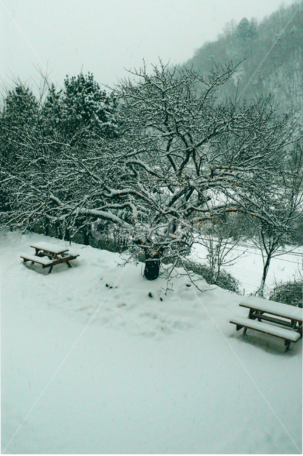 snow,christmastree,tree,nature,gangwondo,함박눈,폭설,크리스마스트리,나무,자연,강원도
