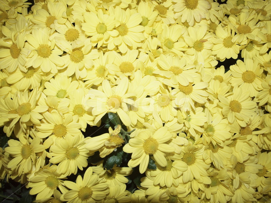 꽃,blossom,flower,식물,plant,daisy,daisies,데이지,식물,자연,plants,nature