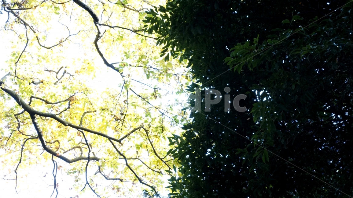 자연,이중성,숲,나무,혈관,빛,그림자,식물,자연,plants,nature