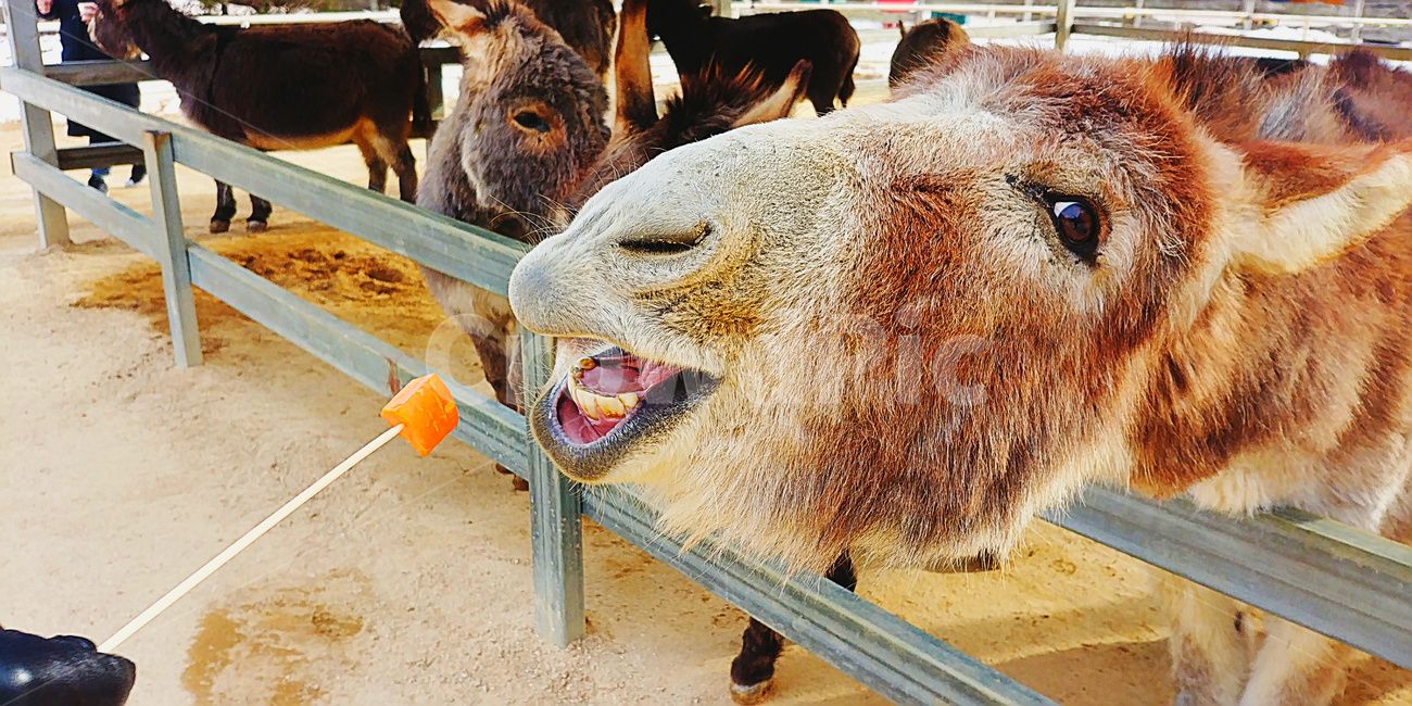 동물,당나귀,먹이주기,표정,해맑음,동물,animal,포유류,mammal