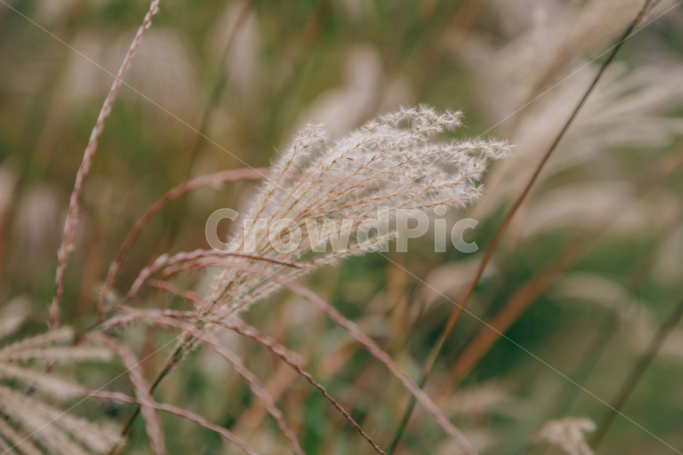 갈대,가을,식물,자연,초록,억새,가을,계절,fall,autumn,season,식물,자연,plants,nature,grass,잔디,plant,lawn