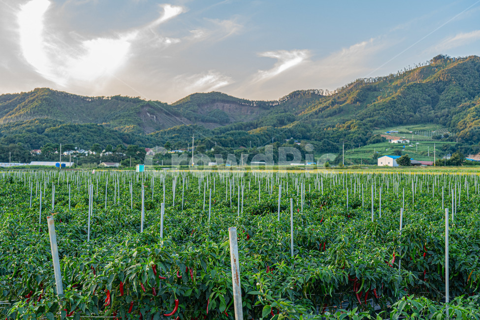시골,풍경사진,가을,길,도로,논,하늘,시골,마을,풍경,landscape,country,rural,town,농업,농사,agriculture,farming,farming industry