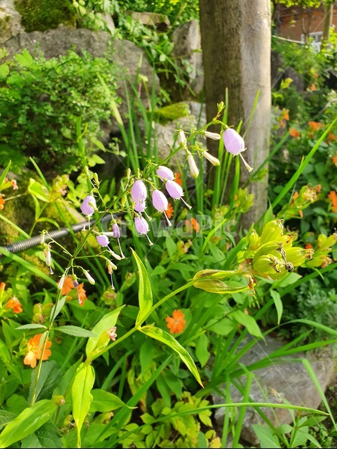 꽃,잔대,야생화,식물,초롱꽃,flower,보라꽃,예쁜꽃
