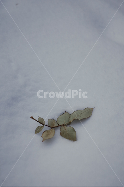 겨울,winter,눈,첫눈,snow,낙엽,나뭇잎,나무,얼음,ice,frozen,겨울,계절,winter,season
