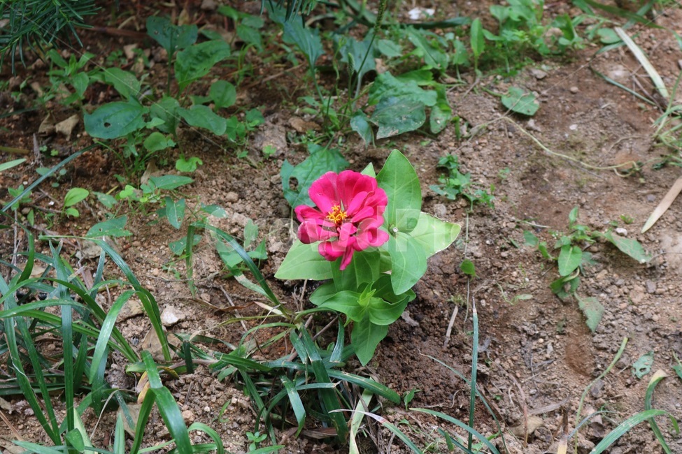꽃,식물,분홍,초록,자연,flower,plants,pink,green,nature,hana,shokubutsu,pinku,midori,식물,자연,plants,nature,꽃,flower