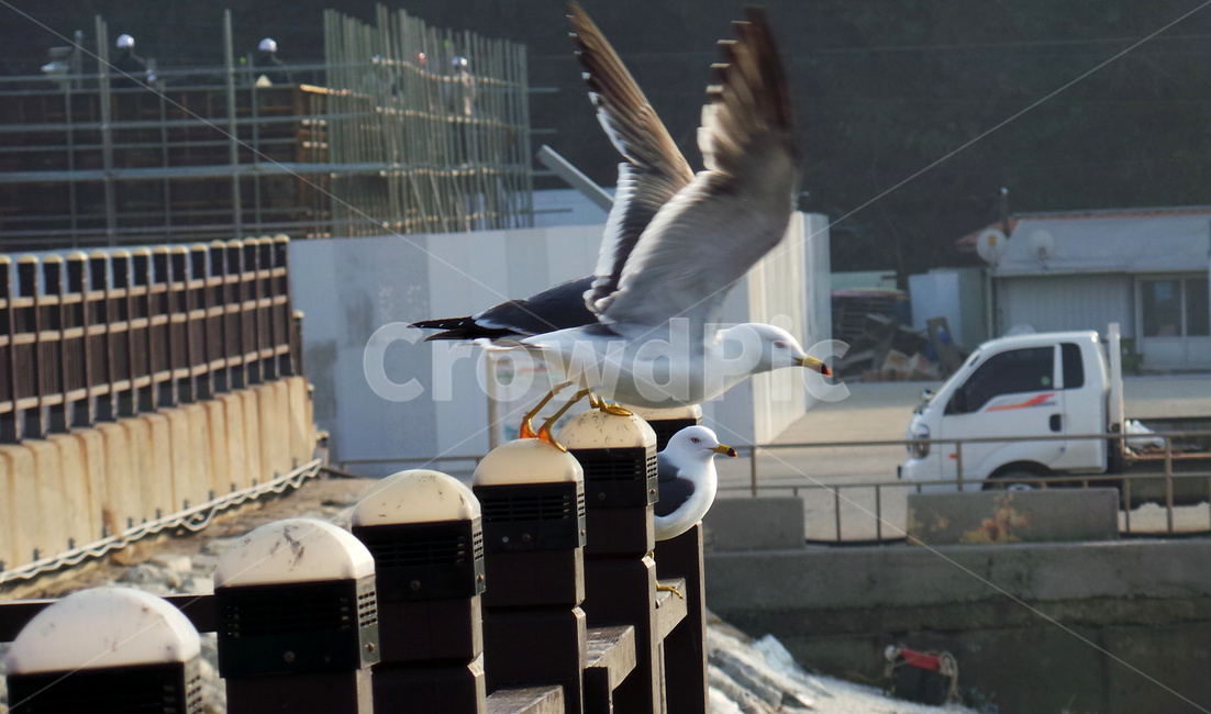 갈매기,새,조류,동물,bird,날개짓,동물,animal,조류,새,birds