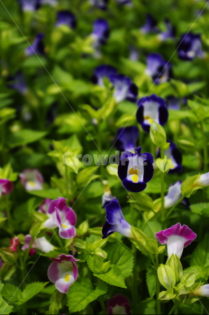 꽃,flower,식물,plant,자연,nature,color
