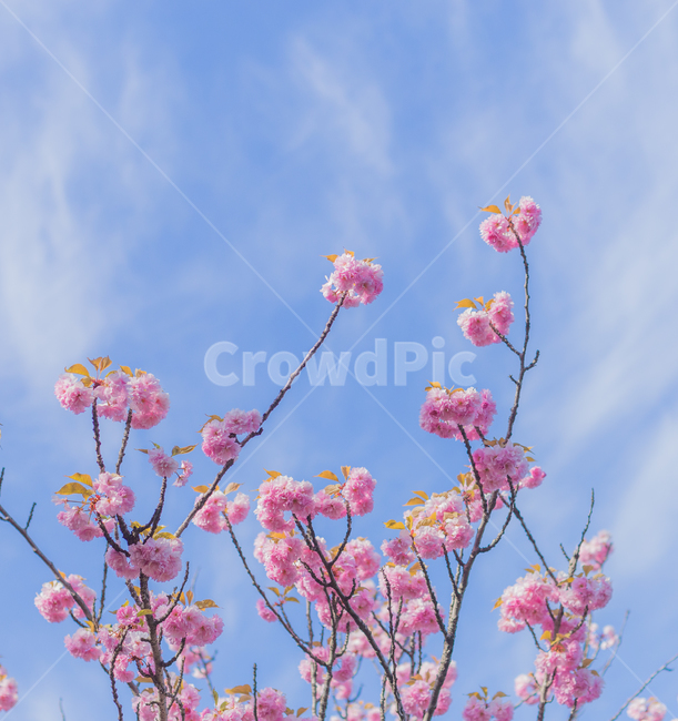 봄,꽃,겹벚꽃,나무,하늘,봄,계절,spring,season,식물,자연,plants,nature,꽃,flower,plant