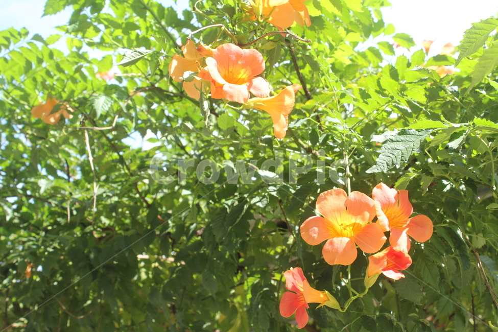 꽃,잎,flower,주황색,꽃잎