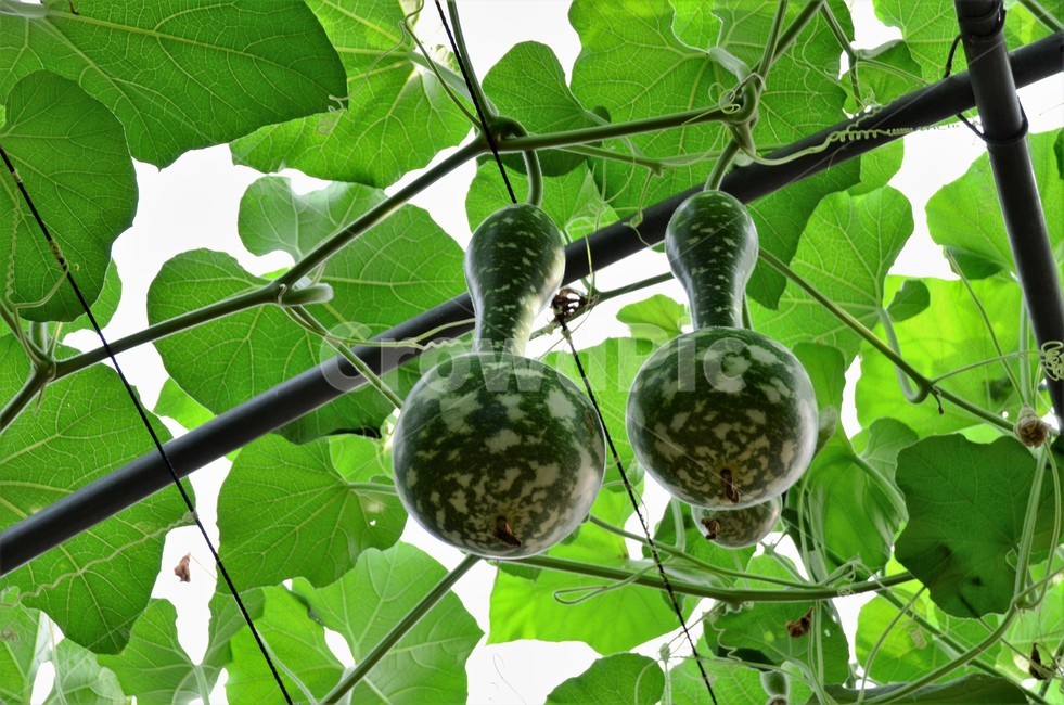 박,박류,박과,한해살이,덩굴식물,재배작물,식물,자연,plants,nature,과일,열매,fruit