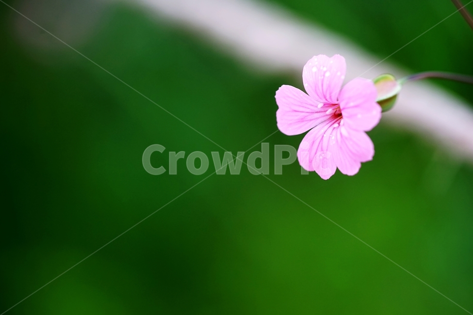 씀바귀,야생화,풀꽃,봄꽃,빗방울,비,식물,자연,plants,nature,꽃,flower