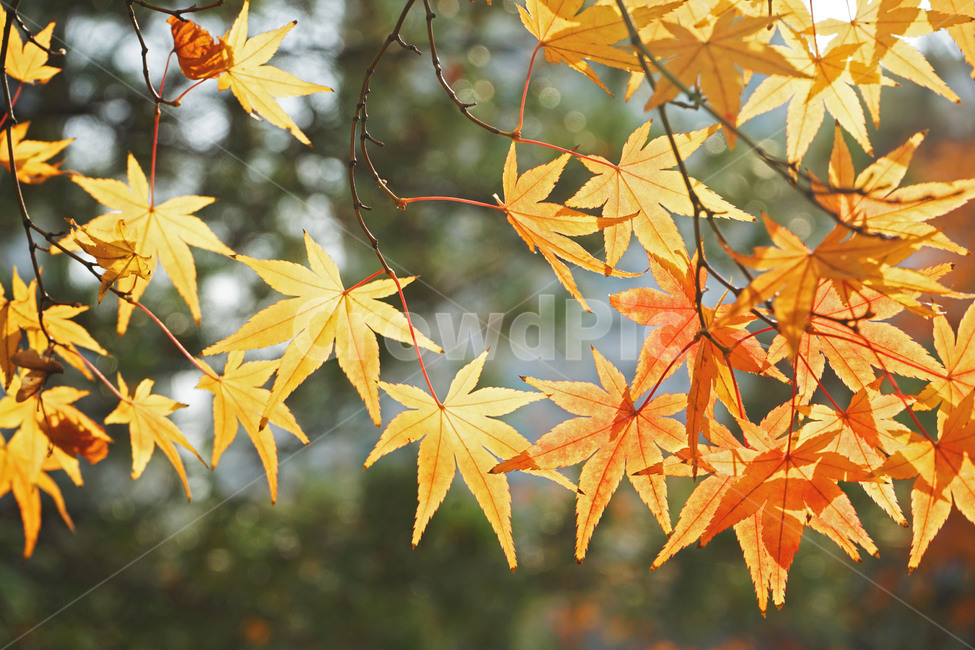 가을,단풍,메이풀,계절,자연,식물,나뭇잎,가을,계절,fall,autumn,season,plant,leaf,잎,tree,나무