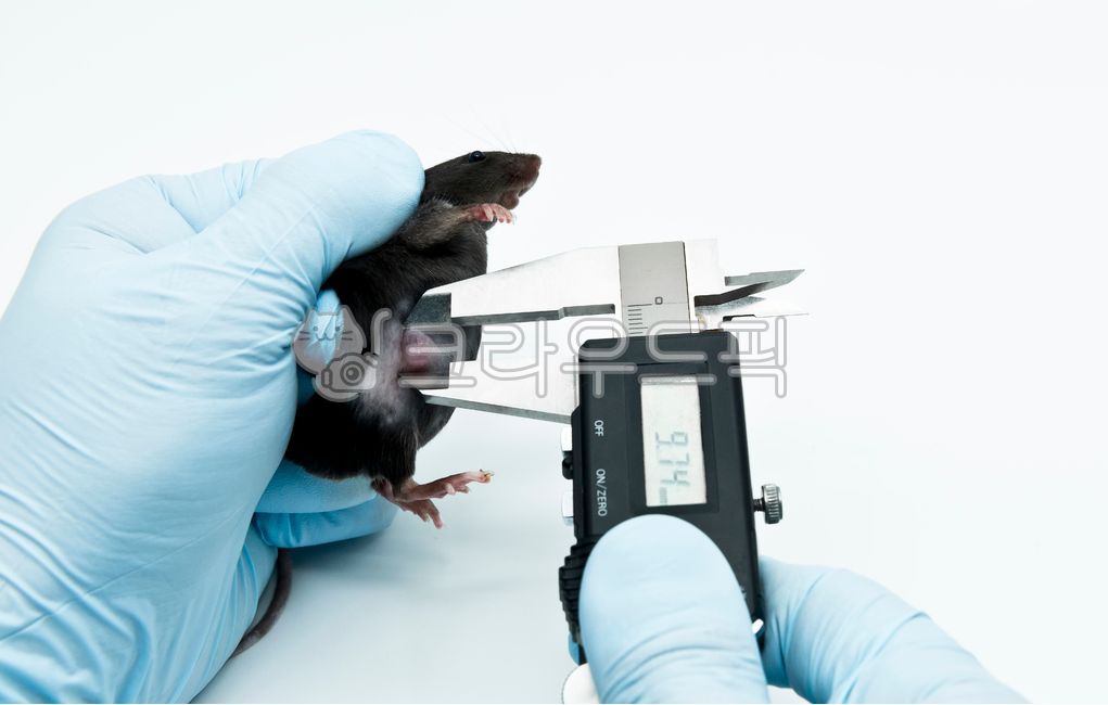 mouse,마우스,tumor,mice,동물실험,caliper,animalexperiment,laboratory,실험실,실험동물,experimental,small,흰쥐,rodent,murine,cancer,종양,암,model,모델,flank,lateral,옆구리,cage,케이지,syngeneic,xenograft,implantation,cancercells,암세포,bio,바이오,생명공학,생명과학,lifescience,biotechnology,injection,inoculation,접종,이식,주입,subcutaneous,피하,투여,study,research,연구,preclinical,실험,항암제,anticancer,oncology,종양학,실험용쥐,rat,mammal,설치류,animal,researcher,hand,glove,연구자,실험자,과학자,scientist,장갑,blue,white,growth,성장,측정,measurement,test,테스트,size,volume,measuring,black
